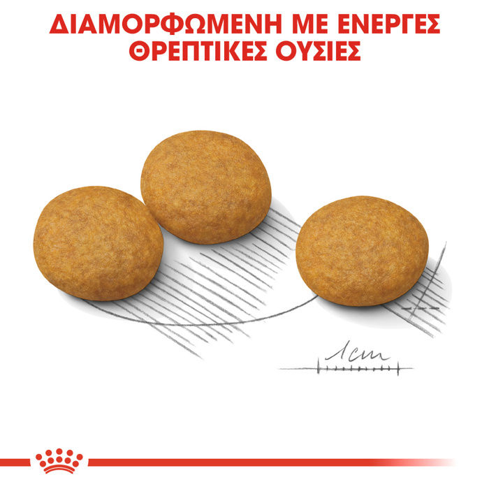 ROYAL CANIN MEDIUM DERMACOMFORT 12KG ΞΗΡΑ ΤΡΟΦΗ ΣΚΥΛΟΥ ROYAL CANIN MEDIUM DERMACOMFORT 12KG XIRA TROFI SKuLOu