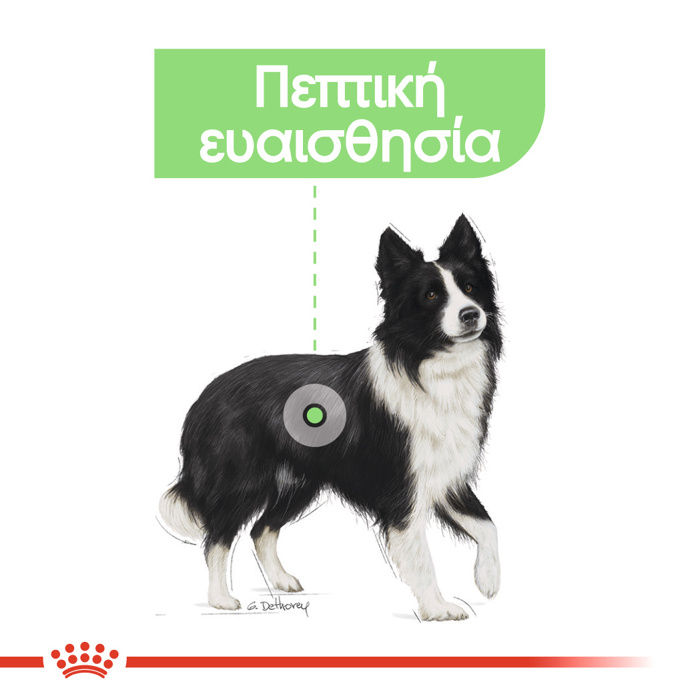 ROYAL CANIN MEDIUM DIGESTIVE CARE 3KG XIRA TROFI SKuLOu