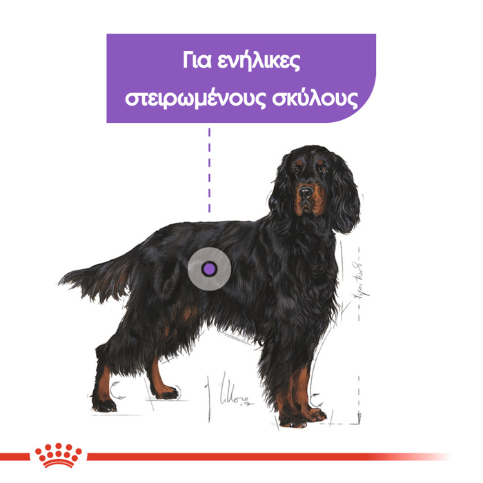 ROYAL CANIN MAXI STERILISED ADULT 12KG ΞΗΡΑ ΤΡΟΦΗ ΣΚΥΛΟΥ ROYAL CANIN MAXI STERILISED ADULT 12KG XIRA TROFI SKuLOu
