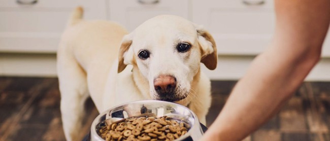 Πόσο θρεπτική είναι τελικά η τροφή του σκύλου ή της γάτας μου;;;