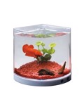 DoPhin Mini Betta Enudreio ga Monomaxous 1.2lt 